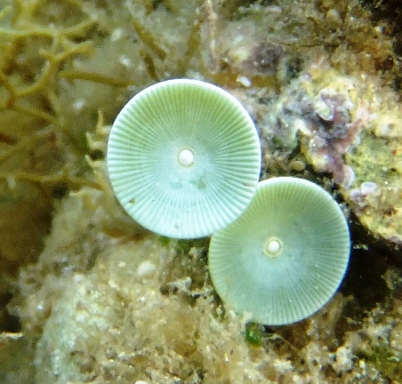 Acetabularia acetabulum